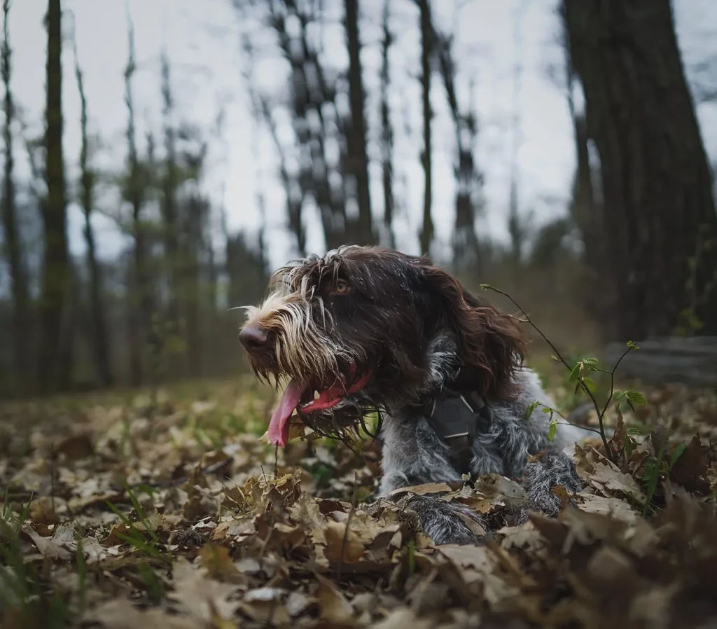 Garde-chasse et chiens en forêt lors d'une battue au faisan, Bourbonnais