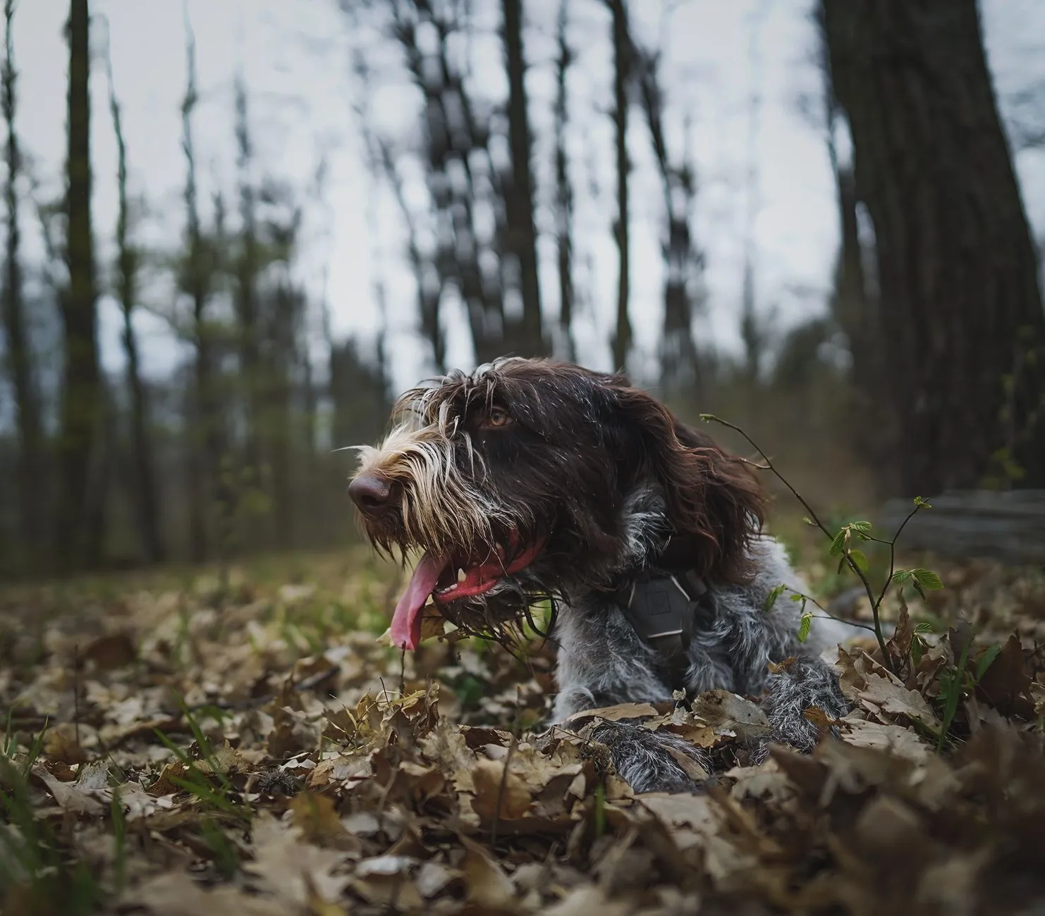 Garde-chasse et chiens en forêt lors d'une battue au faisan, Bourbonnais